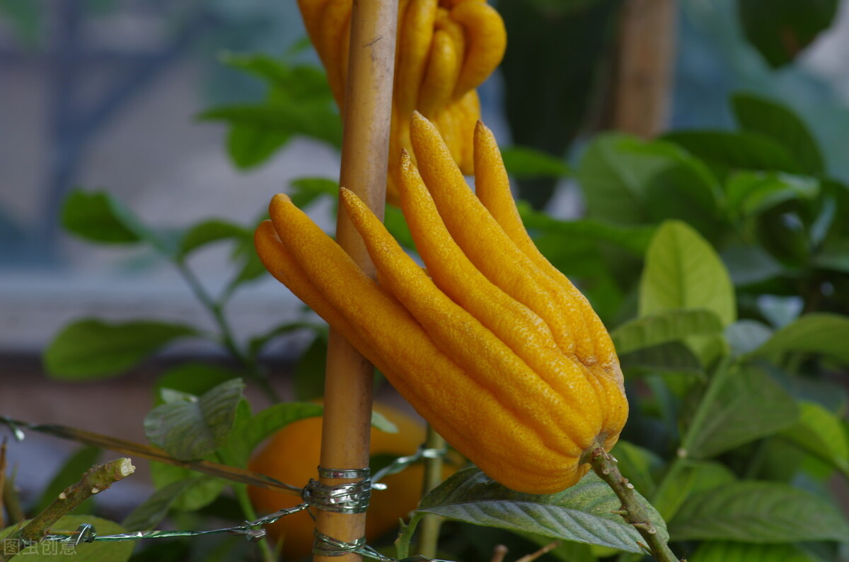 盆栽观果植物有哪些,观果植物具备哪些特征