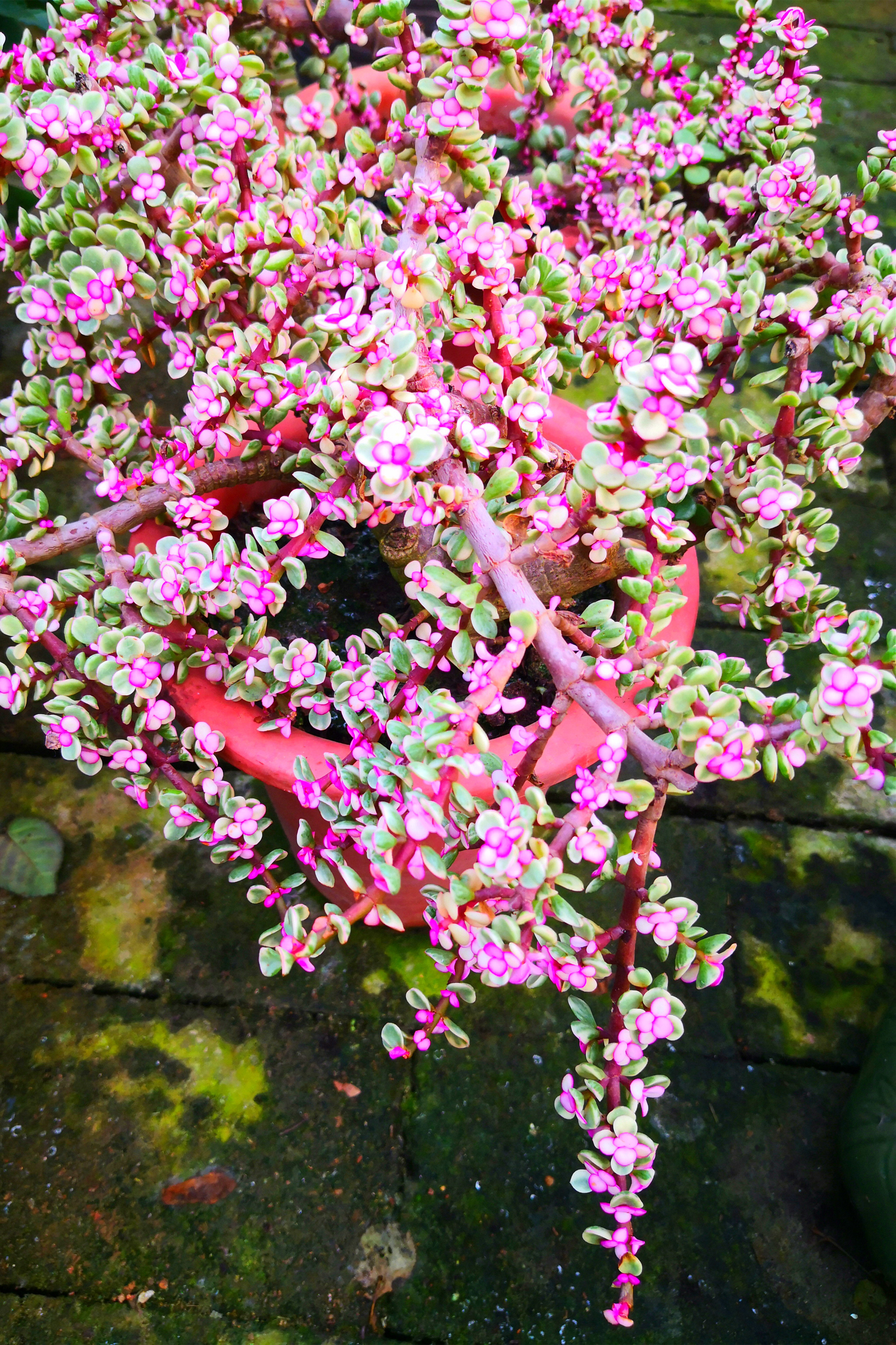东营最大的花卉批发市场在哪里,东营地区哪里有花卉市场