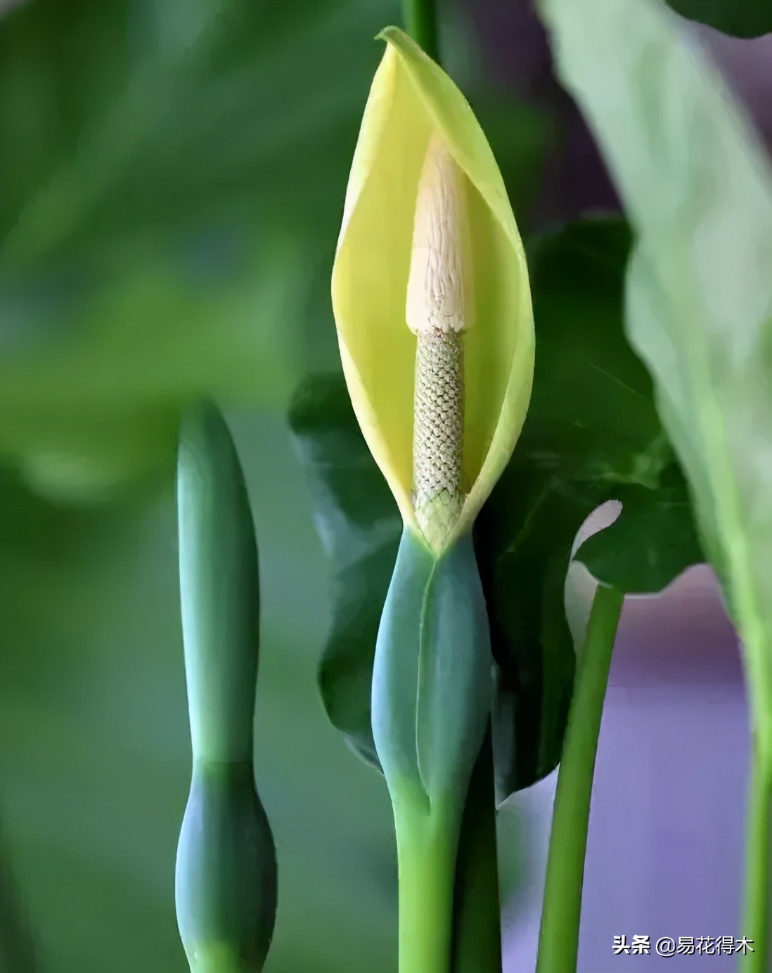 四季开花香味浓的观花植物,观叶型花卉有哪些花可以吃