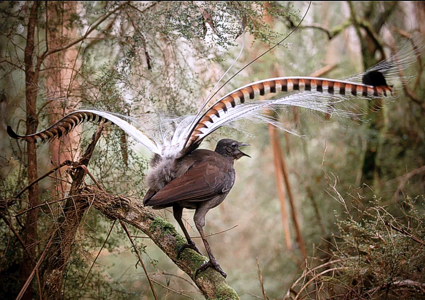 雄性琴鸟模仿叫声视频,雄琴鸟捕食者