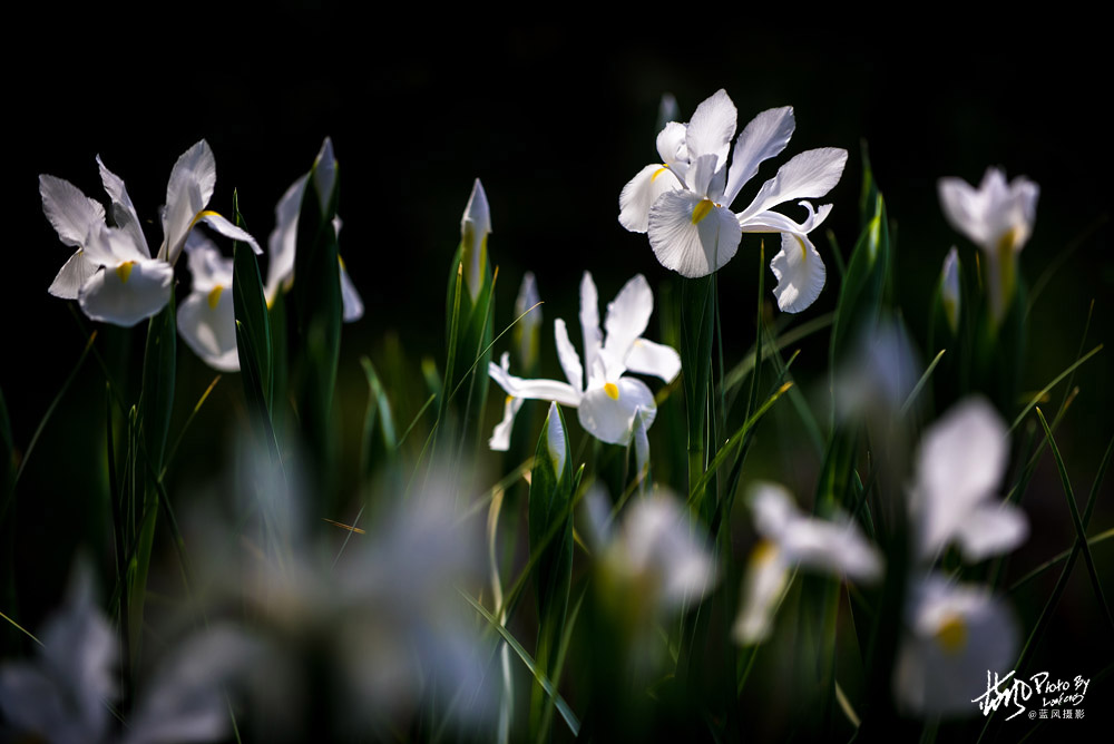 上海国际花展一览表,上海国际花展一览