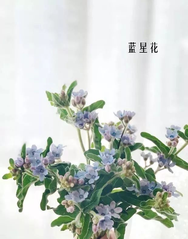 花店里同款的两种不同价格的花材,花店最容易被顾客误解的几种花材