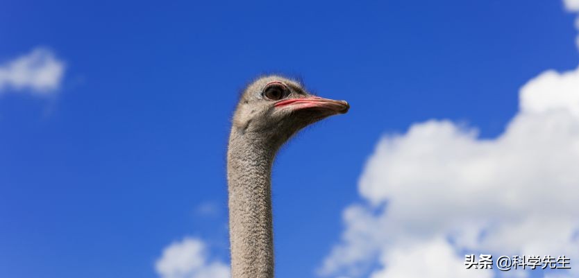 利润很吓人的10个冷门养殖项目,高盈利高风险的养殖有哪些