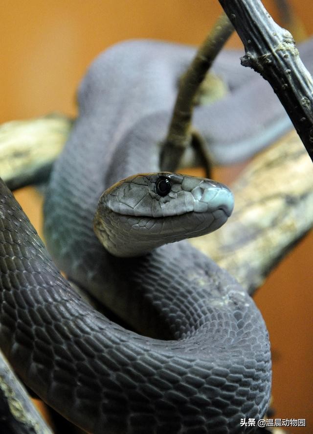 黑曼巴蛇的特征,黑曼巴蛇有多恐怖能秒杀非洲狮