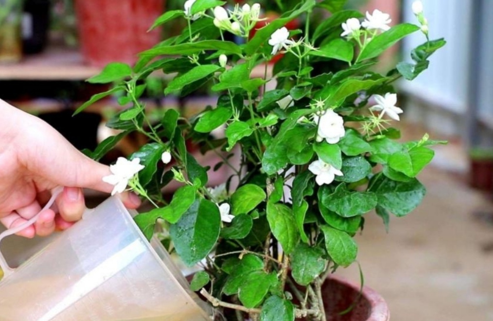 冬季茉莉盆栽叶片变黄是什么原因,栀子茉莉花黄叶掉花什么原因