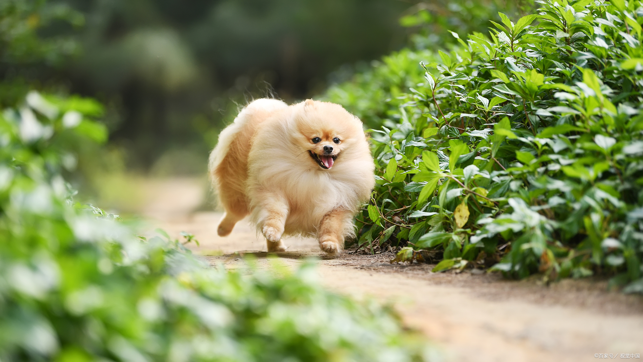 博美吃什么狗粮划算,博美吃什么狗粮经济实惠