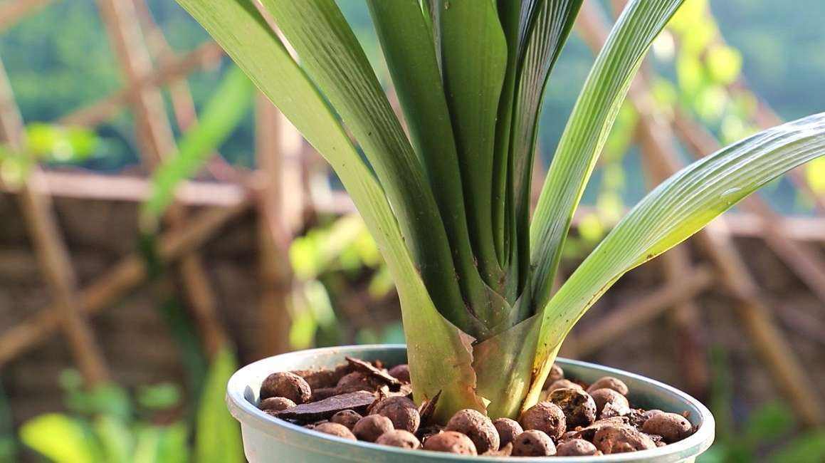 君子兰换土老根太大要不要剪掉,烂根君子兰怎么快速养根