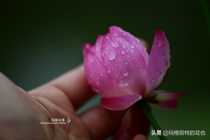 碗莲需要重复种植吗,碗莲种植不容易