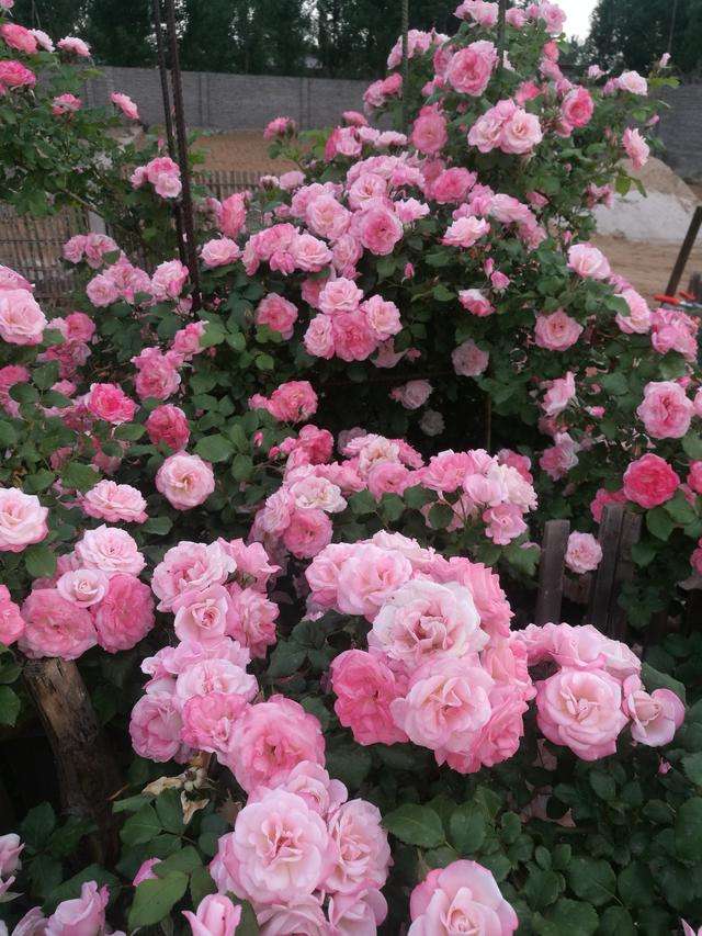 我最喜欢的植物月季花,我心目中的10强植物