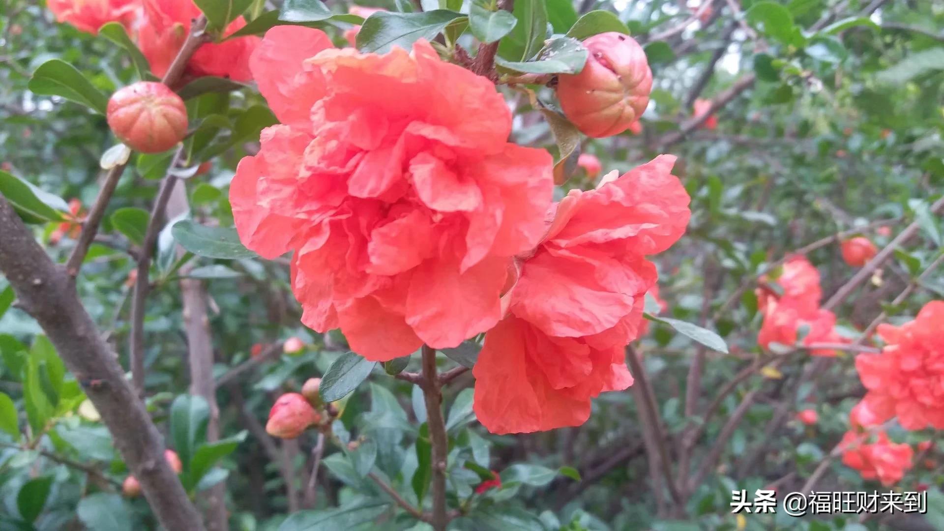 6月5号芒种,2018年6月6日芒种