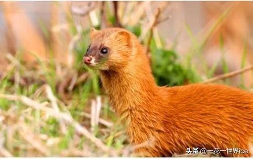 黄鼠狼全身都是宝为啥没人敢养,黄鼠狼浑身是宝为什么没人养