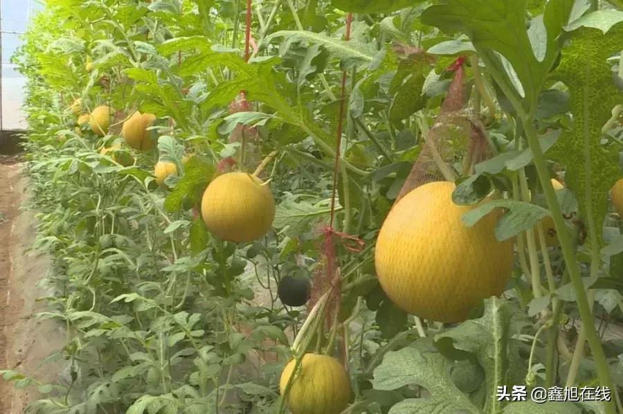 孟津县送庄镇西瓜采摘节,孟津县送庄镇袖珍西瓜