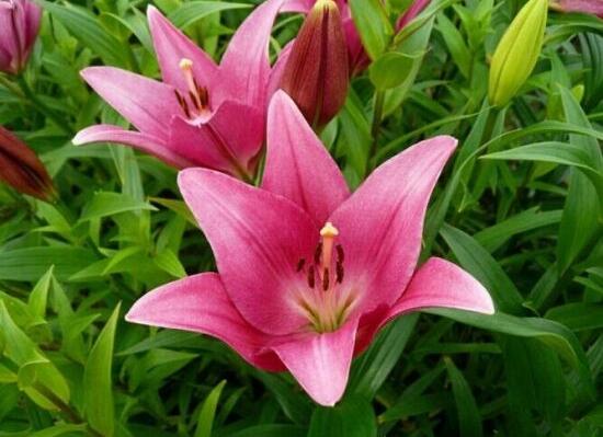 百合花盆栽施肥方法步骤,百合花生长期要施什么肥最好