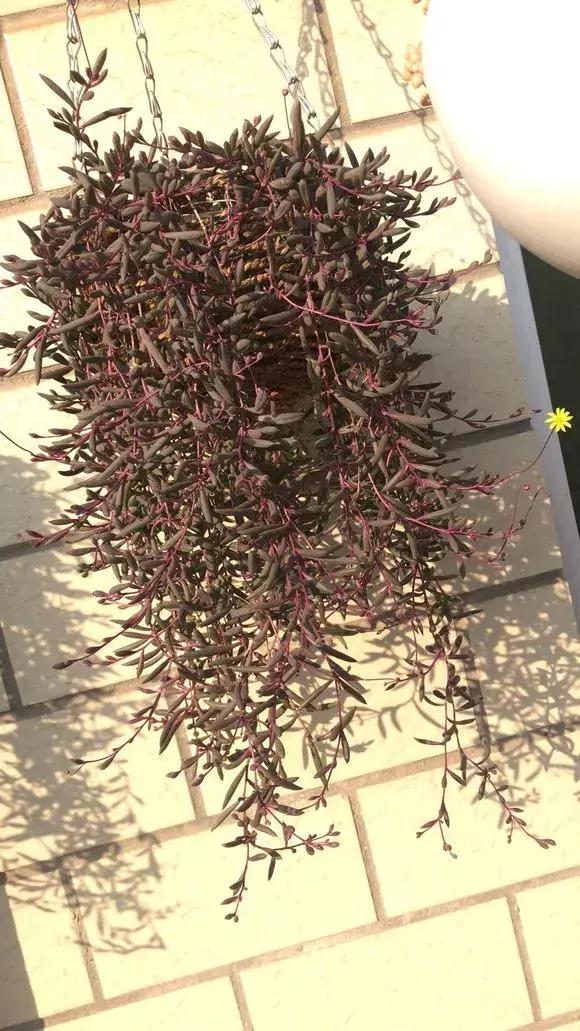 吊兰多肉养护技巧和方法,多肉吊兰哪个品种观赏性好