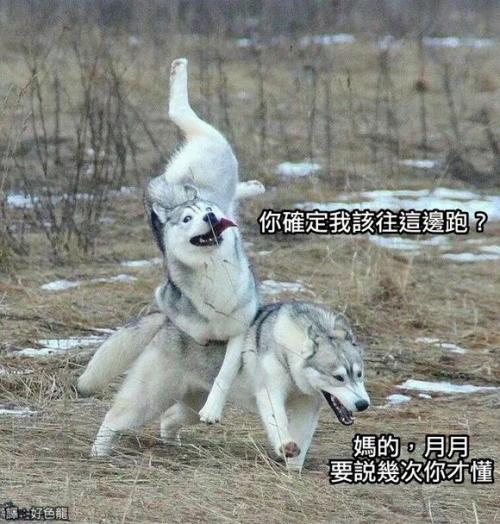 搞笑段子笑抽我了,保险搞笑段子笑趴你