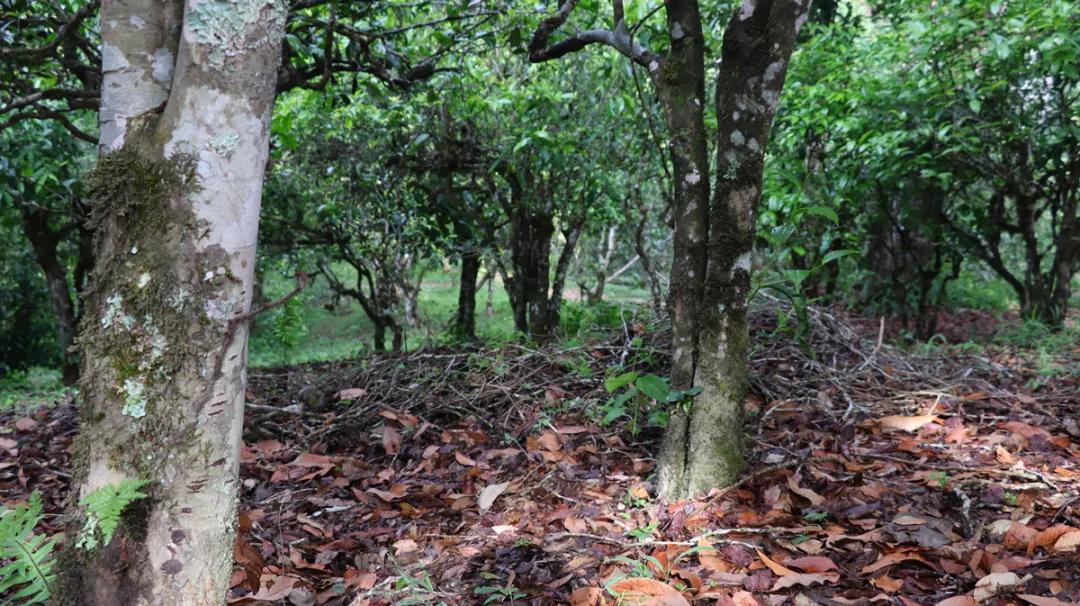 佳兆业兴海茶业有限公司,佳兆业兴海茶