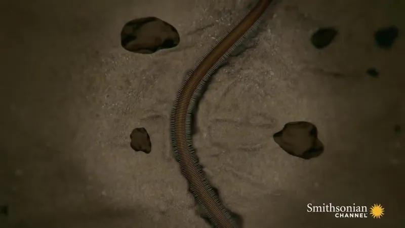 博比特虫瞬间将一条鱼拖入海底,有捕食博比特虫的动物吗