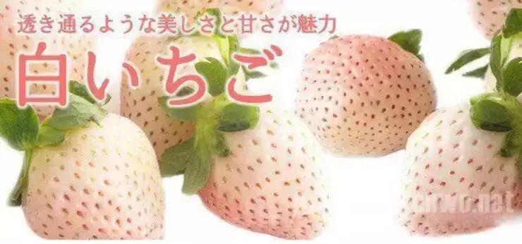 日本10万一个的水果，中国却卖出“白菜价”，日本游客都不想走了