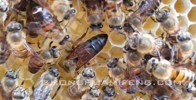 中蜂高效养殖技术,中蜂高效养殖技术视频