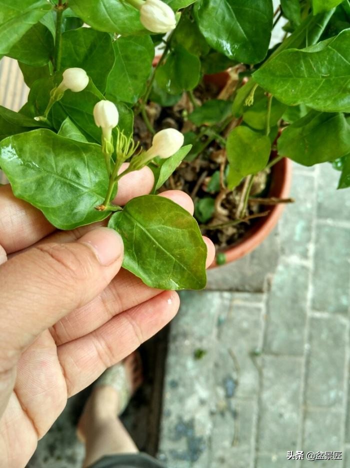 花店养花步骤和技巧图片,花店老板养花绝招