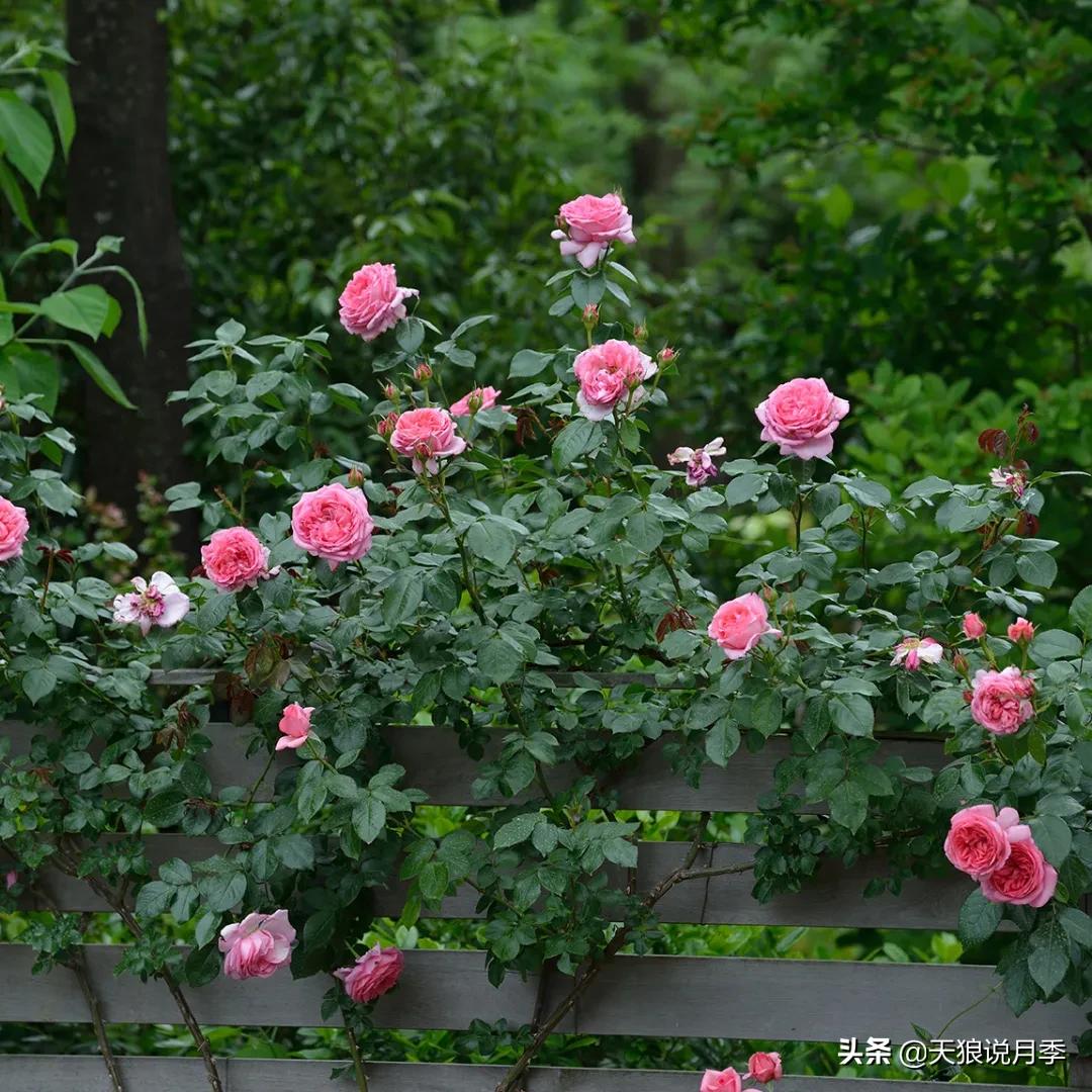 最接近月季花香的香水,以香水名字命名的月季有哪些