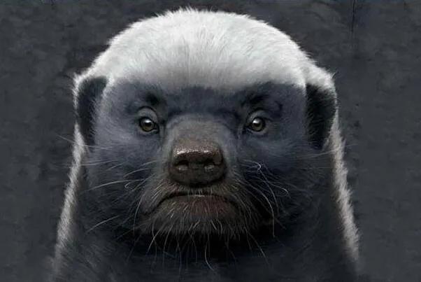 平头哥为什么会变成迷你物种,平头哥到底是什么动物