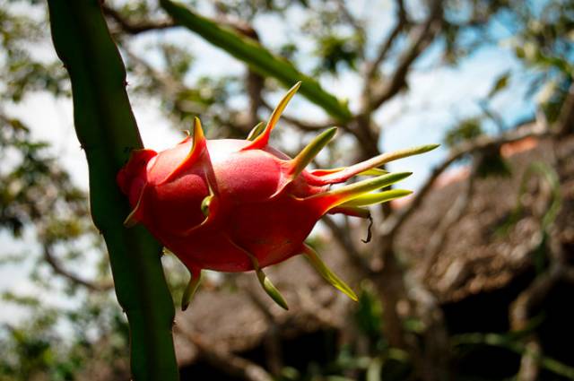 火龙果挑选方法,火龙果挑选视频