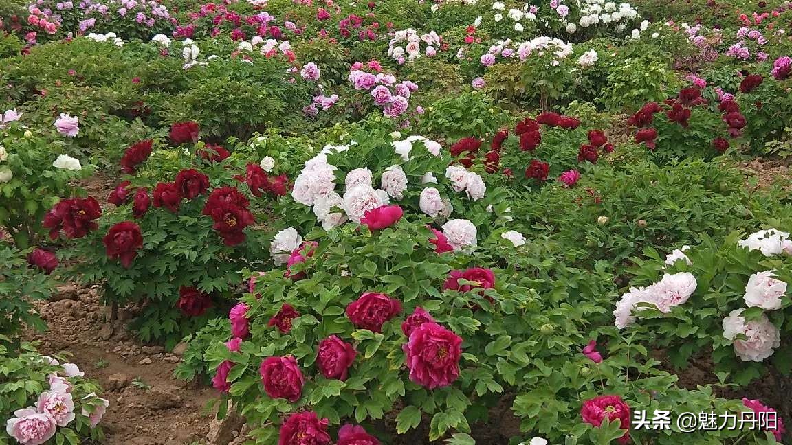 牡丹的一生简单历程文字描述,牡丹的历史和发展