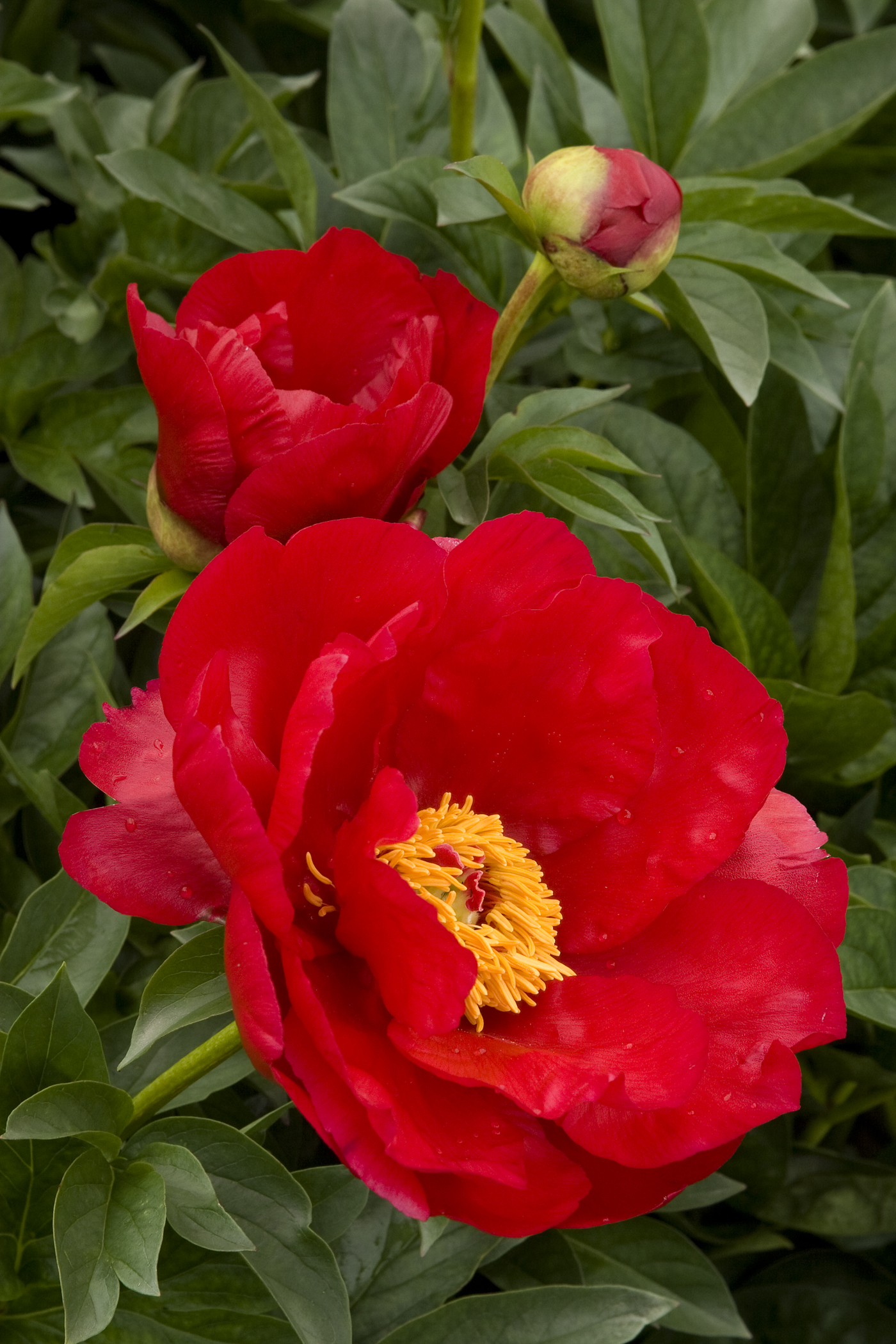 绿山墙的安妮书中的戴安娜,绿山墙的安妮和戴安娜结局