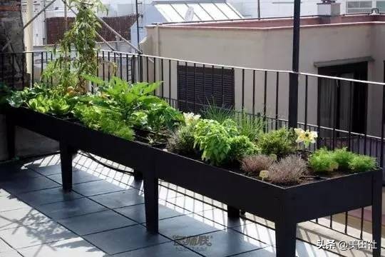 怎样在纸上种菜,纸上种菜的技术很简单