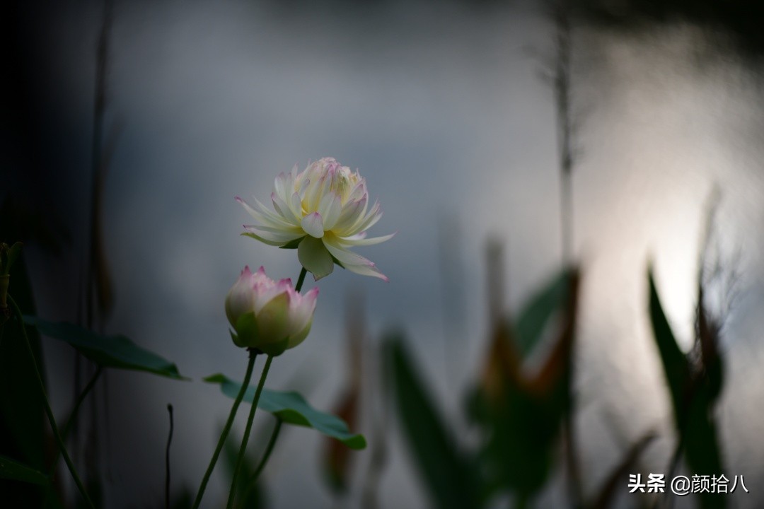 碗莲种藕生长到开花全过程,碗莲种藕到开花的过程