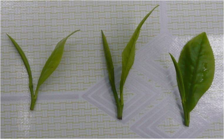 茶叶里的甜味来自哪里,茶叶里的青草味