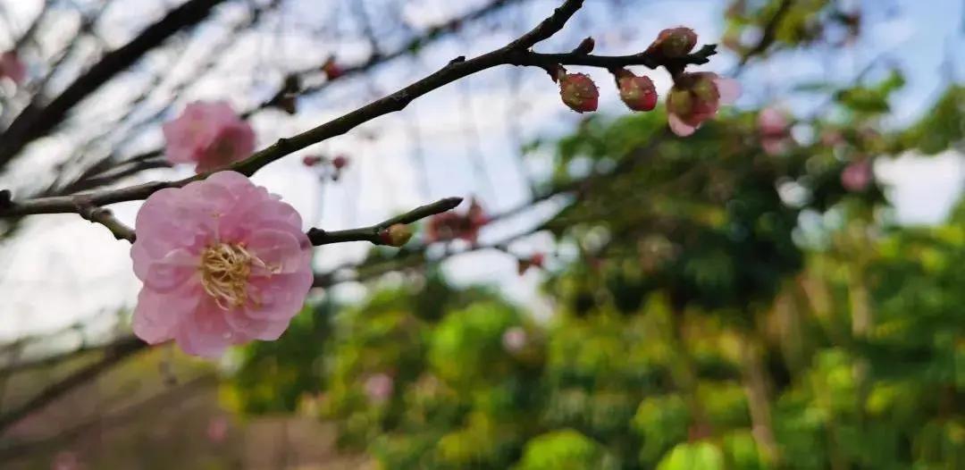 广州现在花开的季节,广州现在什么花开了