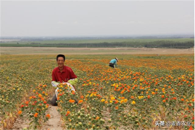 红花的种植方法与注意事项,红花种植方法及注意事项