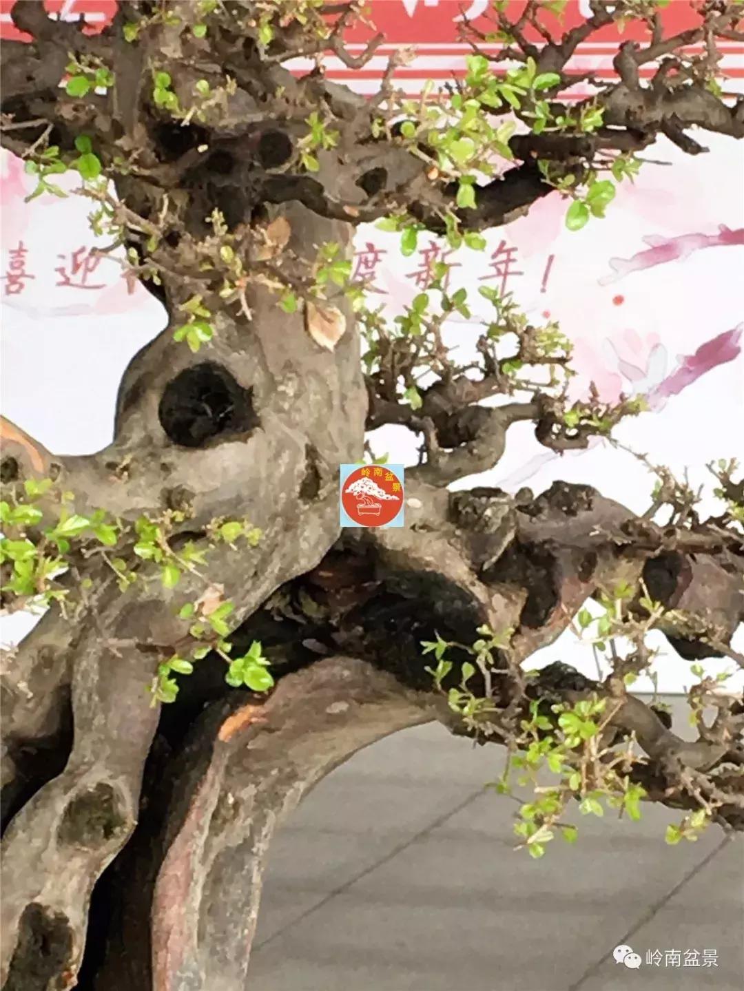 造型极美的盆景一起来欣赏,一组风吹出来的盆景欣赏动感十足