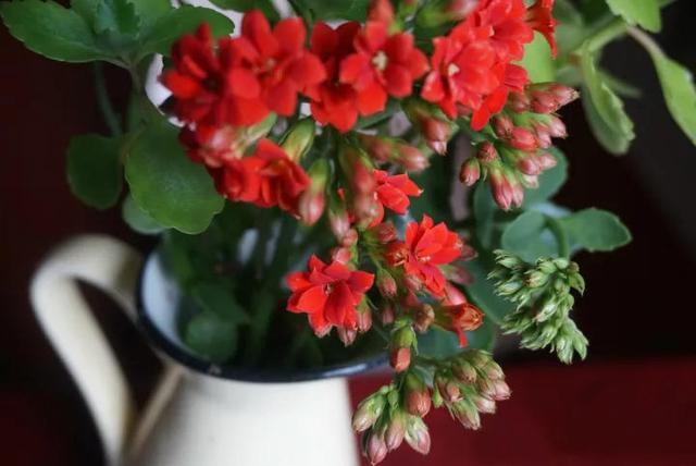 水培郁金香花期过后怎么处理叶子,4种花适合新手养漂亮好养