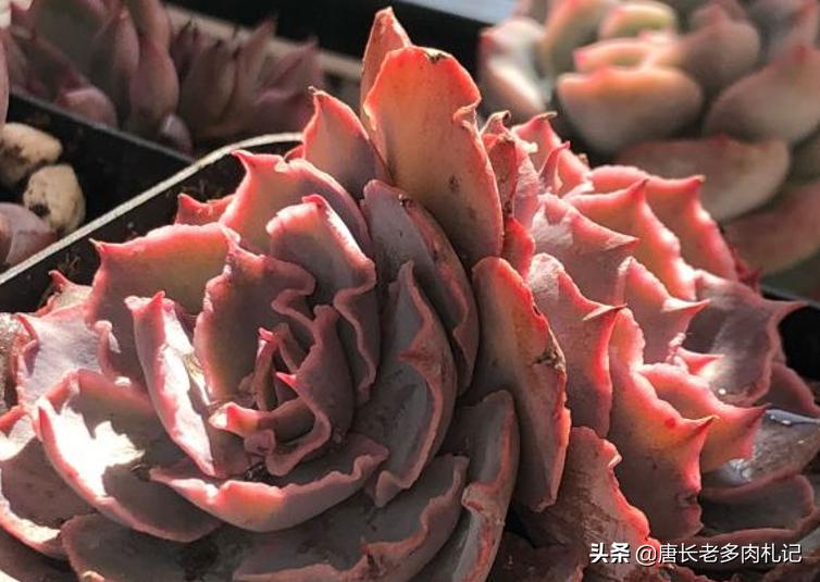 包菜类的多肉哪个品种比较耐热,佛罗伦萨和晚霞之舞多肉