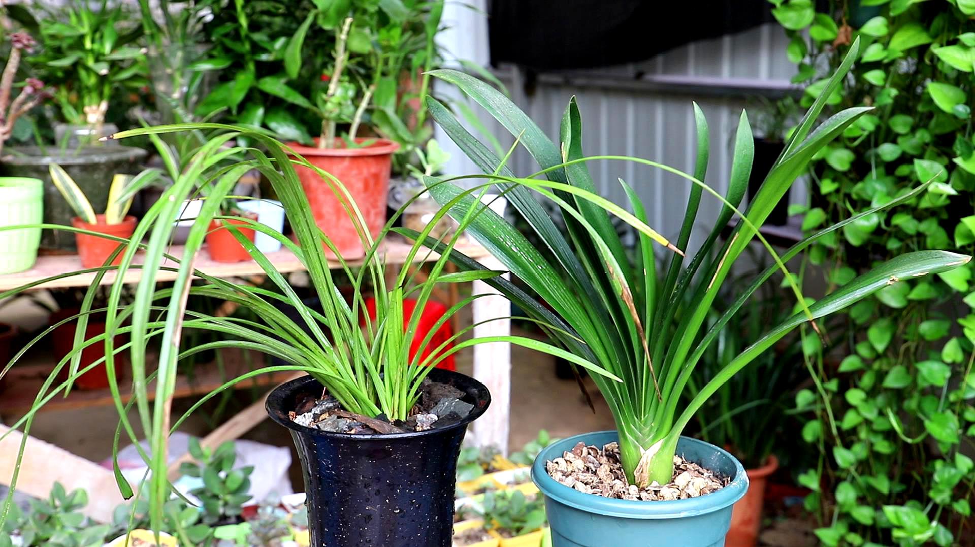 君子兰的换盆方法及注意事项,君子兰换盆后能用日本101生长素吗