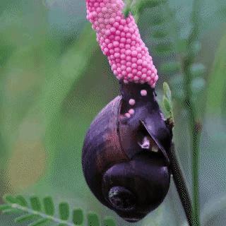 福寿螺的卵泛滥成灾视频,福寿螺产卵泛滥成灾