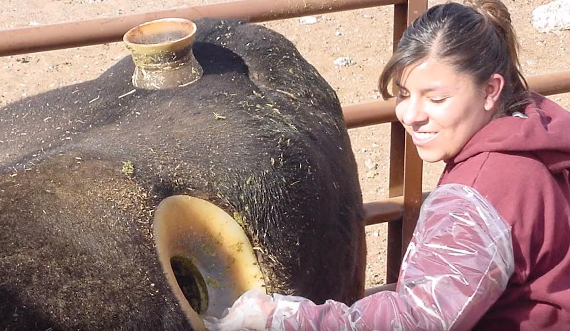 给牛身上开洞,牛身上的洞是怎样开的