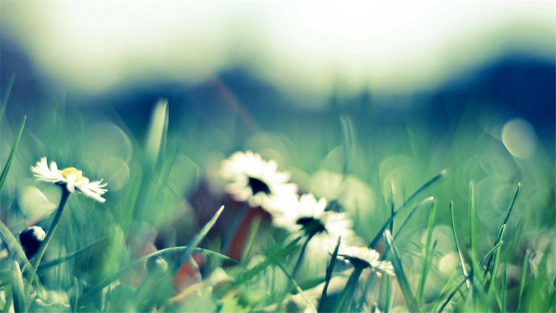 用心理学解锁创业困境,创业心理学的五种心理效应