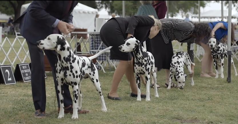 101斑点狗进化史,101斑点狗中哪些是亲生的狗狗