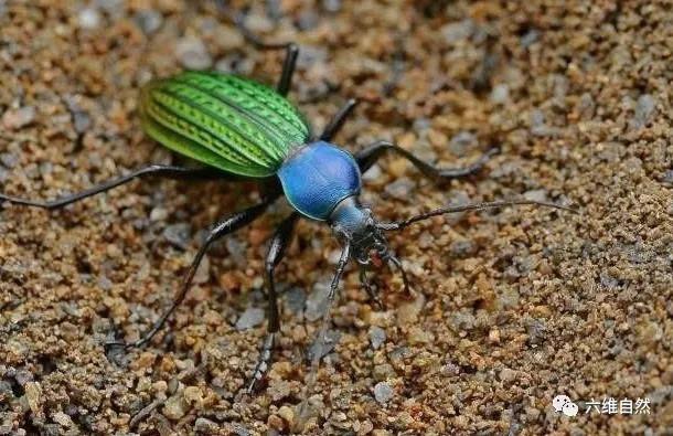 幼儿认识昆虫天牛益虫还是害虫,全身黑色跟天牛相似的昆虫