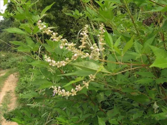 动物与植物有哪些成语故事,哪些成语与植物行为有关