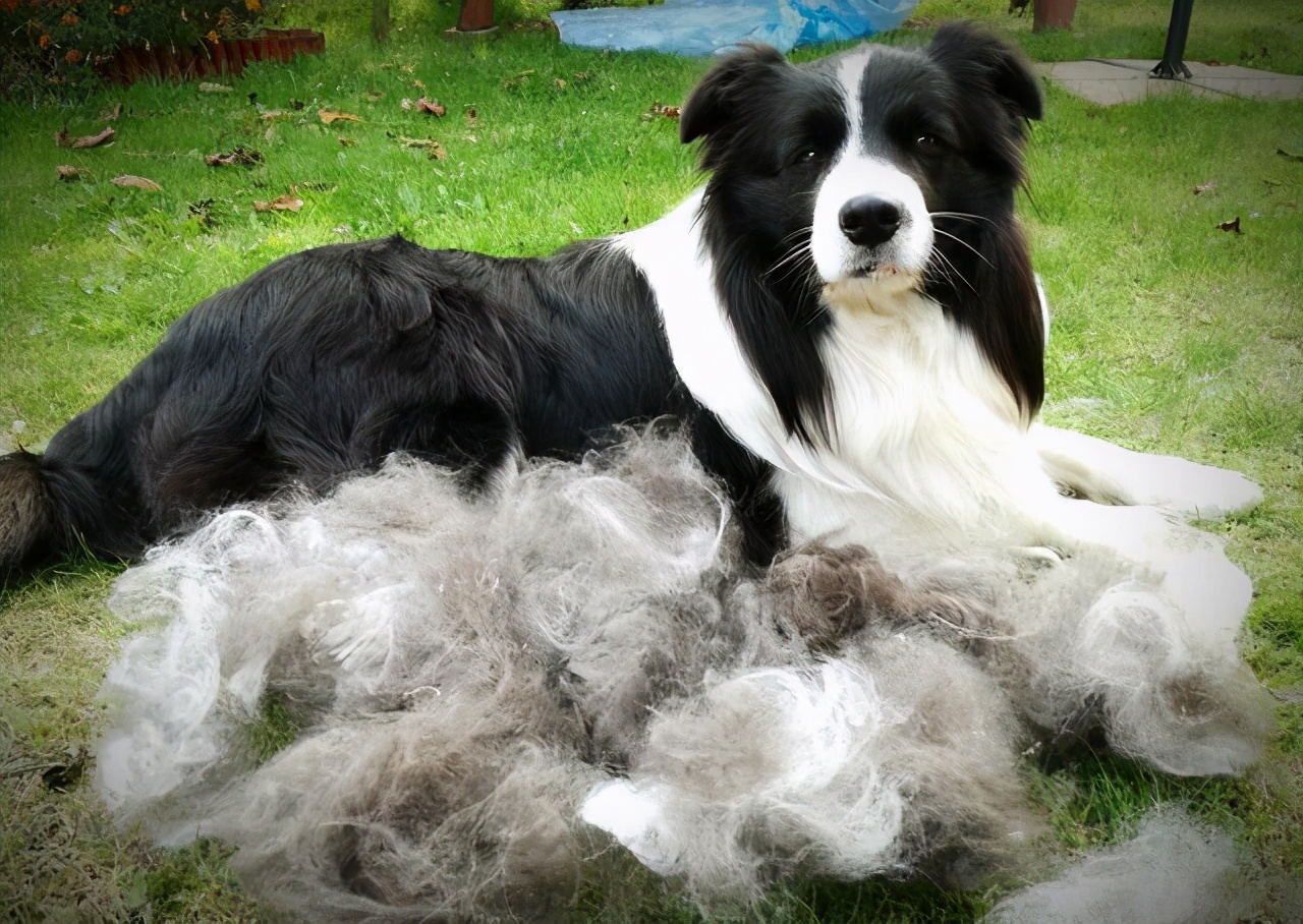 容易训练不容易掉毛易养的小型狗,最好养的狗又干净又不掉毛不咬人