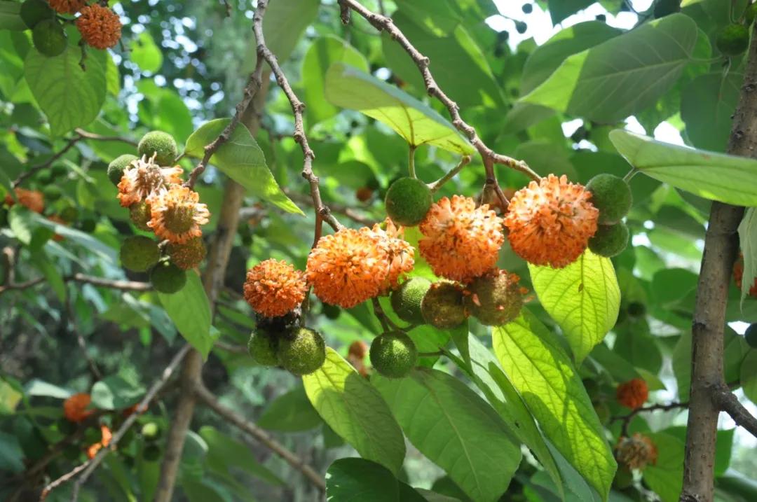 硬核整顿！高清中药教材原植物彩*图色**谱（四期）