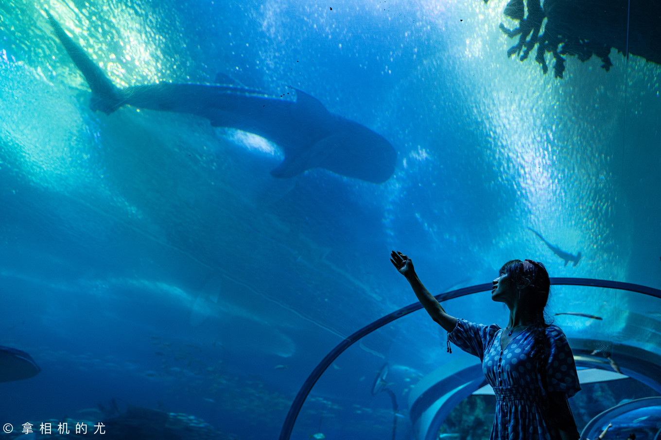 珠海横琴长隆海洋王国游玩全攻略,珠海长隆海洋王国跟香港海洋公园