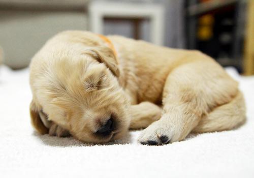 汶川地震前兆现象有哪些,汶川地震有被预测吗