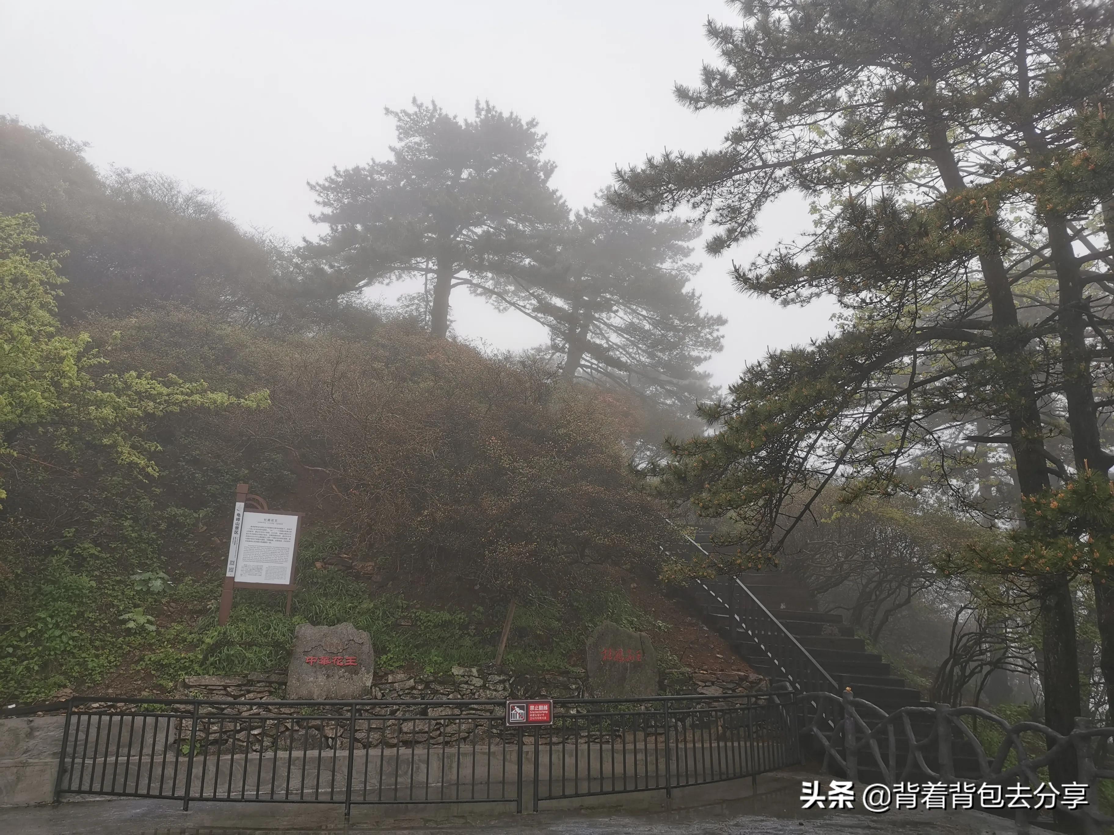 麻城看杜鹃花攻略,去麻城看杜鹃攻略