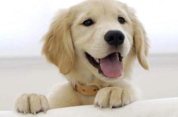 怎么选择高智商的犬类,怎样挑选一只优秀的小型犬